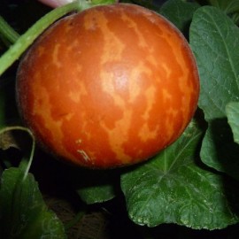 Melon tigre (Melon d'Arménie)