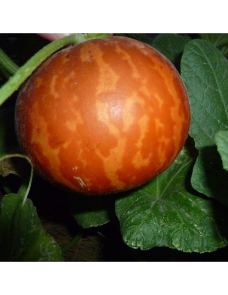 Graines Melon tigre (Melon d'Arménie)
