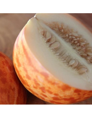 Graines Melon tigre (Melon d'Arménie)
