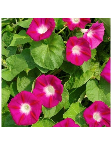 Graines Ipomea tricolor (Ipomée rose)