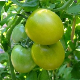 Graines Tomate cerise 'Green Grape'
