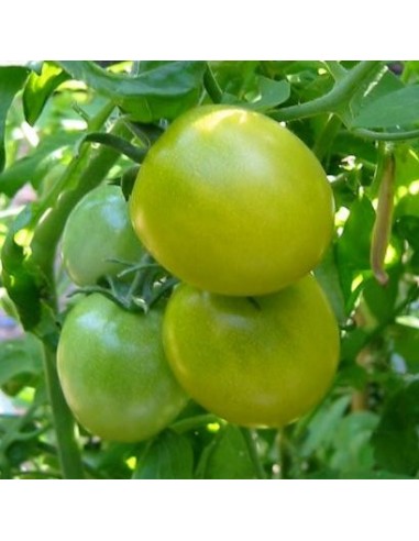 Graines Tomate cerise 'Green Grape'