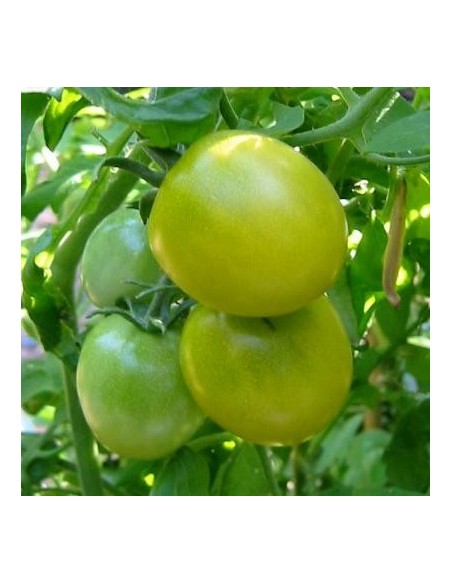 Graines Tomate cerise 'Green Grape'