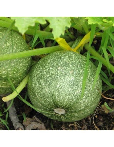 Graines Courgette ronde 