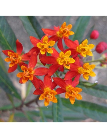 Asclepias curassavica