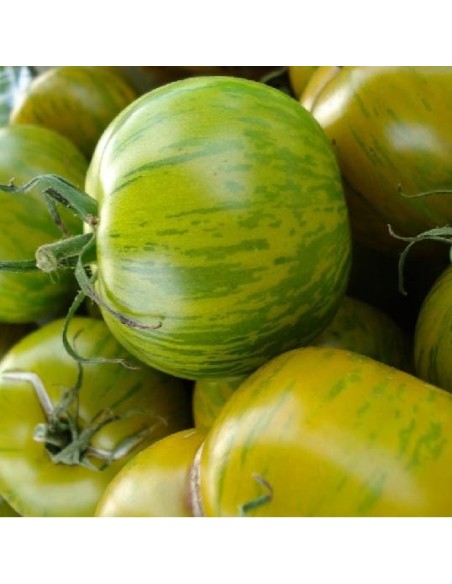 Graines Tomate ancienne 'Green Zebra'
