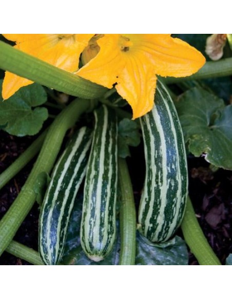 Graines Courgette Cocozelle