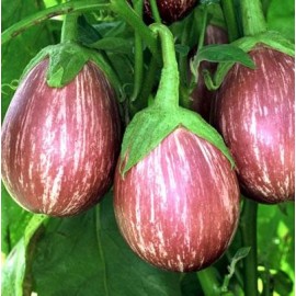 Graines Aubergine Listada de Gandia