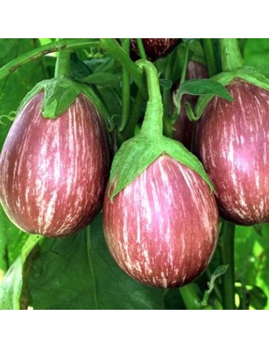Graines Aubergine Listada de Gandia
