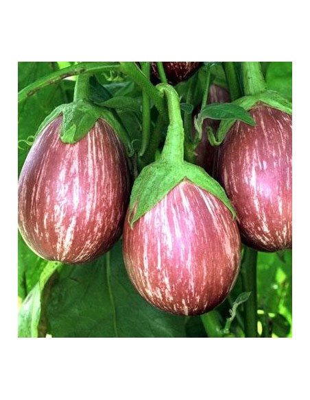 Graines Aubergine Listada de Gandia