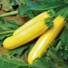 Graines Courgette jaune 