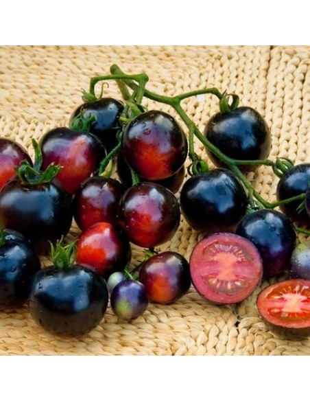 Graines Tomate cocktail violette 'Indigo rose'