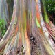 Graines Eucalyptus deglupta (Eucalyptus arc-en-ciel)