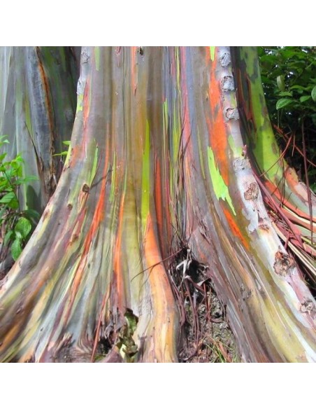 Graines Eucalyptus deglupta (Eucalyptus arc-en-ciel)