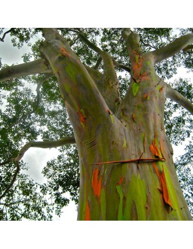 Graines Eucalyptus deglupta (Eucalyptus arc-en-ciel)