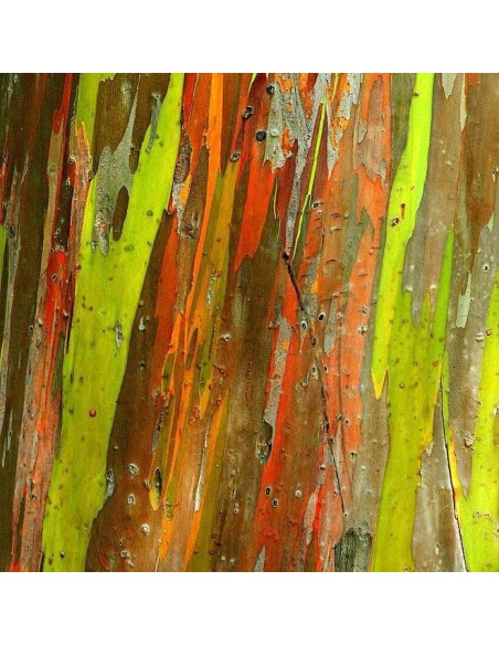 Graines Eucalyptus deglupta (Eucalyptus arc-en-ciel)