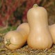 Graines Courge 'Butternut'
