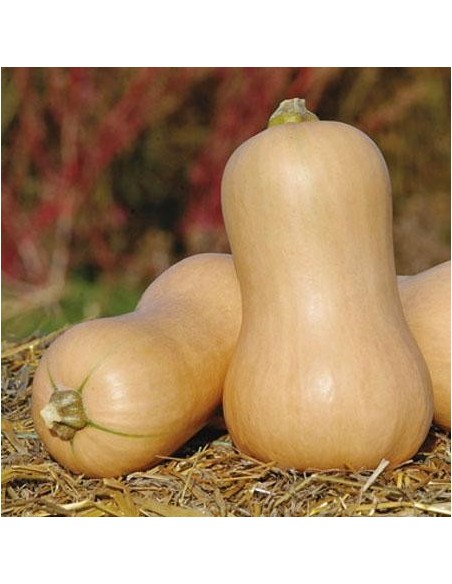 Graines Courge 'Butternut'