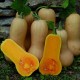 Graines Courge 'Butternut'