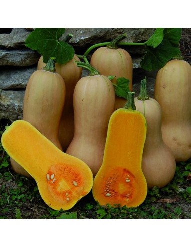 Graines Courge 'Butternut'