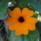 Graines Thunbergia alata (Suzanne aux yeux noirs)