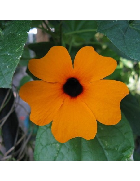 Graines Thunbergia alata (Suzanne aux yeux noirs)