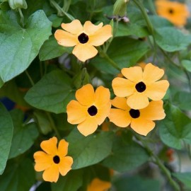 Graines Thunbergia alata (Suzanne aux yeux noirs)