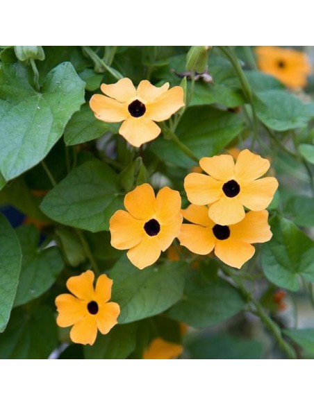 Graines Thunbergia alata (Suzanne aux yeux noirs)