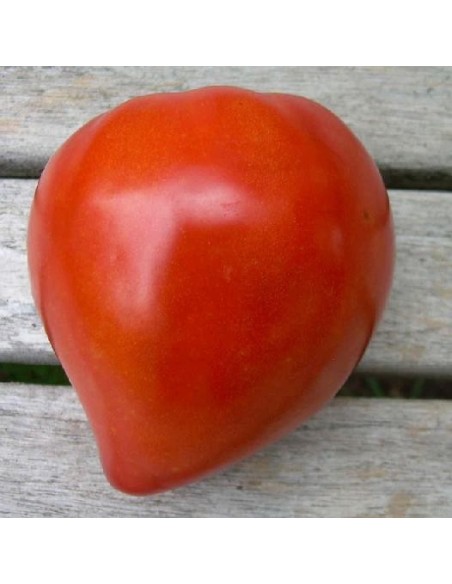 Graines Tomate ancienne 'Coeur de boeuf'