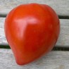 Graines Tomate ancienne 'Coeur de boeuf'