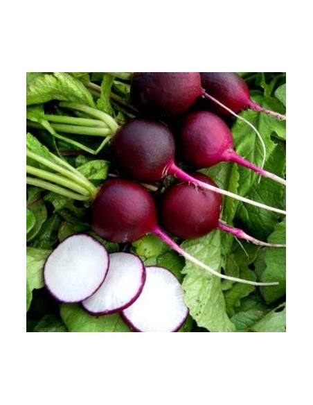 Radis rond violet Malaga