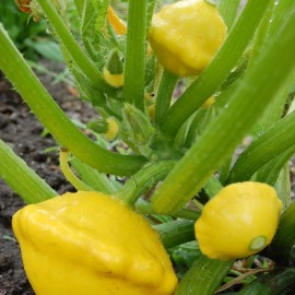 Graines Courge jaune 'Bush Scallop'