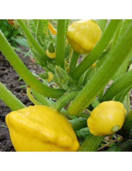 Graines courge jaune 'Bush Scallop'