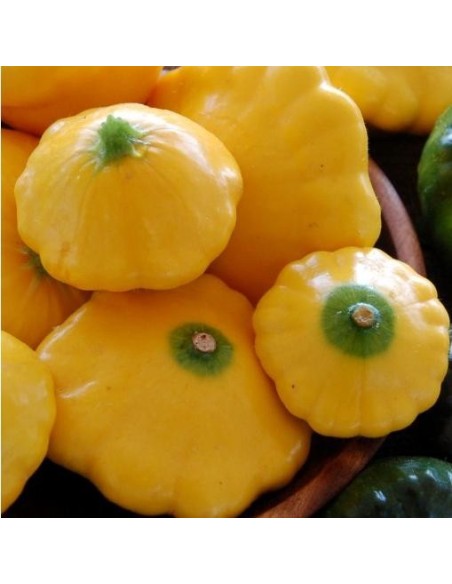 Graines Courge jaune 'Bush Scallop'