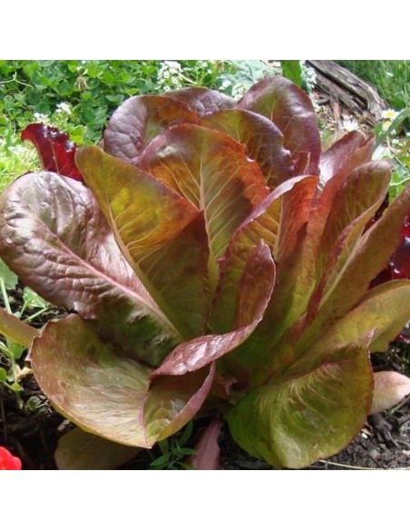 Graines Laitue 'Rouge d'Hiver' (Laitue romaine)