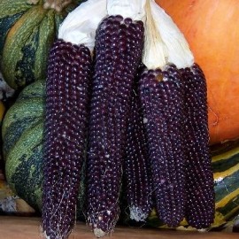 Graines Maïs bleue pour popcorn