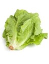 Laitue romaine