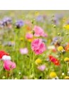 Jardin coloré