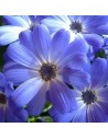 Tendance Bleue