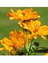 Tendance Orange
