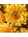 Tendance Jaune