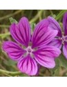 Tendance Mauve