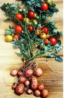 Plant de Pomato - Croisement entre Pomme de terre et tomate