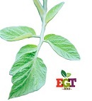 Feuille de tomate de type Pomme de terre