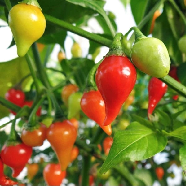 Piment Biquinhio rouge