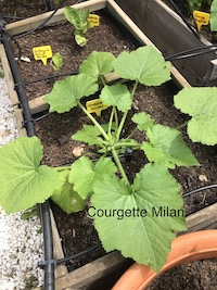 Plantation d'une Courgette de Milan