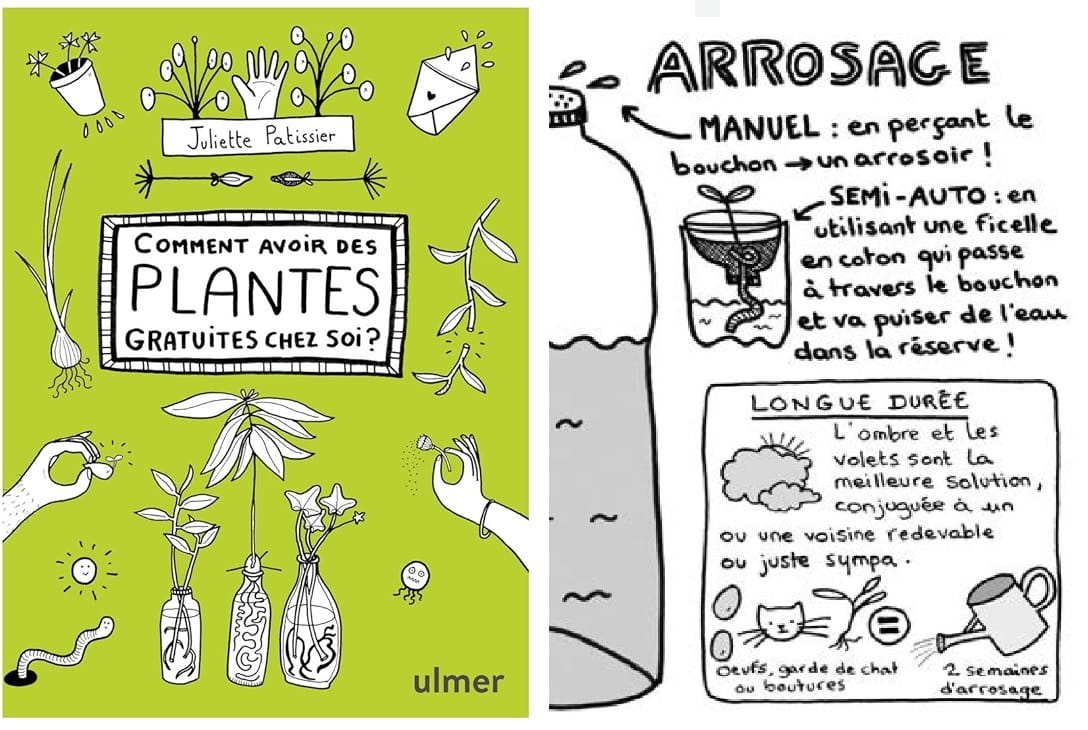 Comment avoir des plantes gratuites chez soi ?