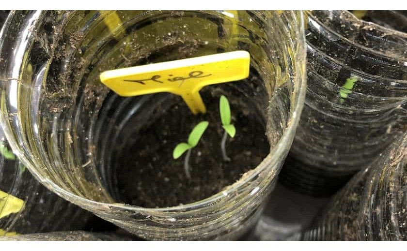 Semis en bouteille - Comment assurer la bonne croissance des plants ?