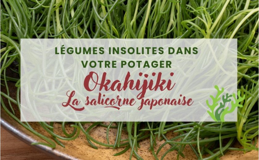 La salicorne japonaise : le “légume herbe” croquant et iodé
