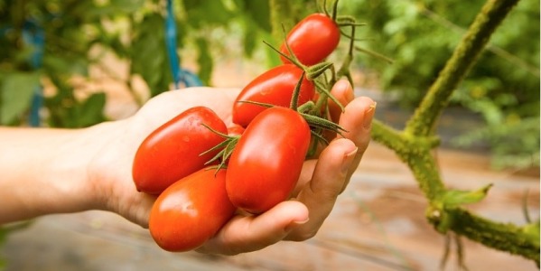 Fiche de culture : Graine de tomate